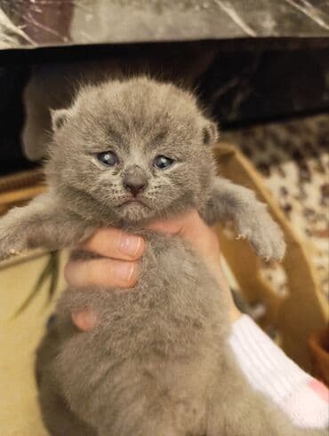 Çəngəllər: Boz rəngli, tüklü balaca pişik balaları - Növ: ev pişiyi (qısa tüklü — 3