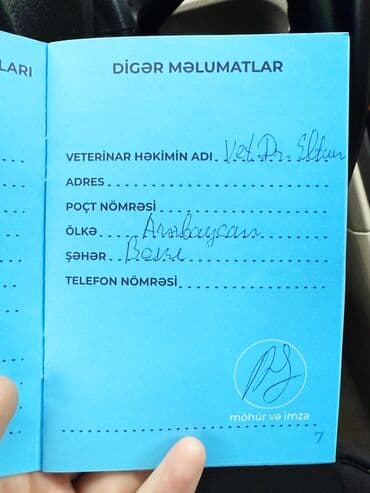 Lincoln: •	Yaşı: 4 aylıq (5 aylığa keçəcək) 	•	Tam aktiv və sağlamdır 	•	Bütün — 6