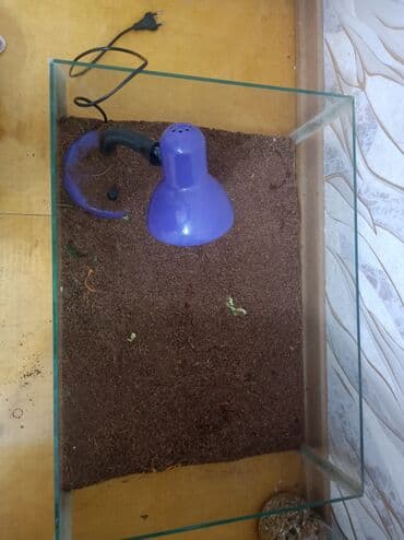 Şüşə teraryum dəsti - Material: şəffaf qalın şüşədən akvarium tipli