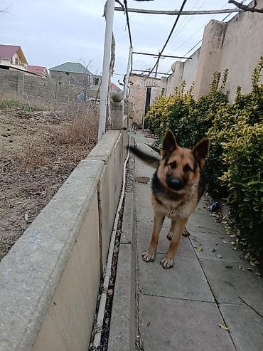 Digər heyvanlar: Alman çoban iti — 3