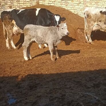 qoyun quzu nece yazilir: Boz rəngli, sıx və qıvraq yunlu buzov. Bədəni kompakt, döş qəfəsi — 6