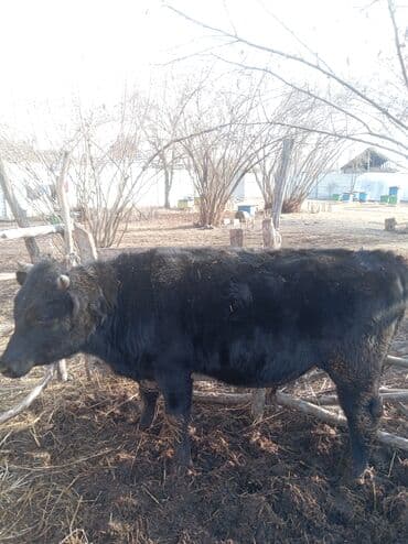 erkəy danalar: Erkək, il: 1, 360 kq, Damazlıq, Ünvandan götürmə — 4