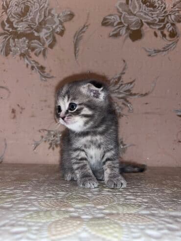 золотая шиншилла котенок: Şotland yastı qulaq, Ünvandan götürmə, Ödənişli çatdırılma — 3