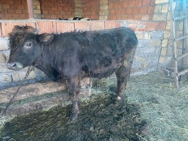Toyuqlar: Dana, buzov, Erkək, ay: 8, 120 kq, Ətlik — 2