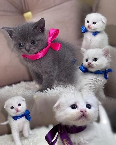 heyvan: Britan — 4