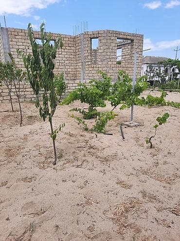 yaşma bağları torpaq: 10 sot, Kənd təsərrüfatı, Mülkiyyətçi, Kupça (Çıxarış) — 6