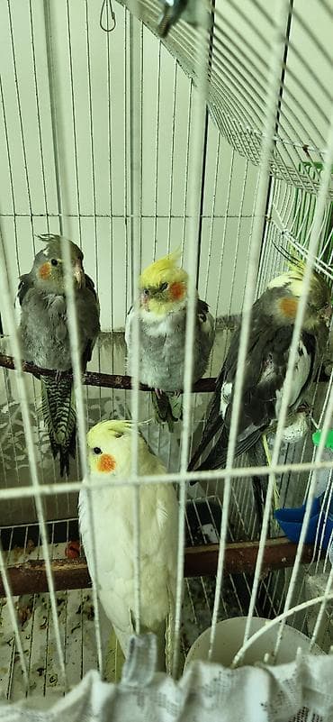 Птицы: 3aylıq korella balaları satılır biri 50azn — 1