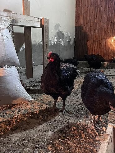 Куры: Курица, Для яиц — 1