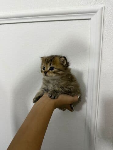 купить тайского котенка: Şinşilla, Yaxşı əllərə — 1