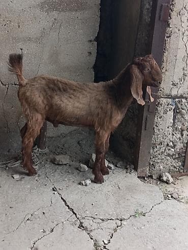 Рогатый скот: Satılır – Nubian tipli erkək keçi (tövlə şəraitində böyüdülmüş) — 4
