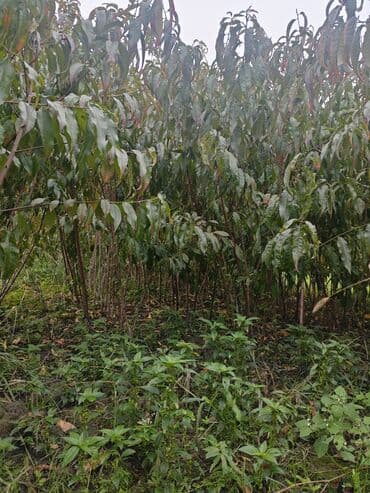 Yerli növ 🍑 tingleri satılır 10 yaxın növ mövcüddur lalafo.az -da Yerli növ 🍑 tingleri satılır 10 yaxın növ mövcüddur