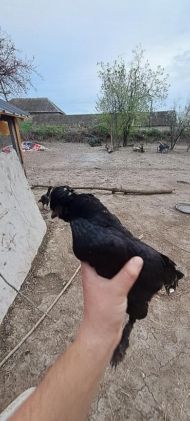 cins atlar: Toyuq, Damazlıq — 6