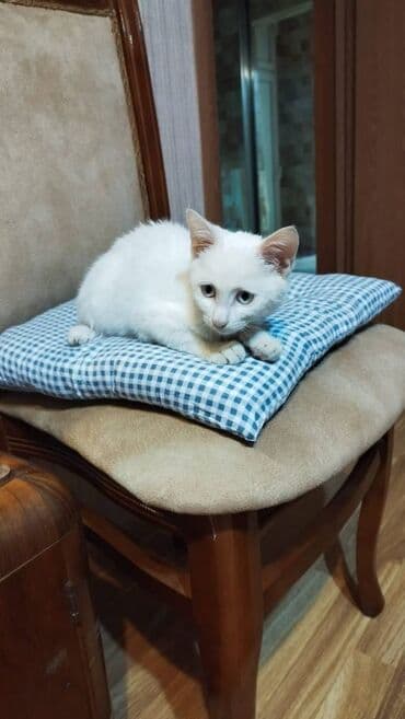 котенок в хорошие руки: Самец, В добрые руки — 3