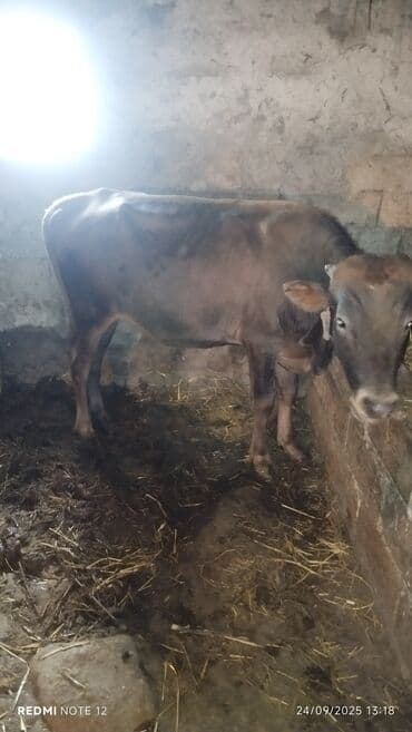 cins ineklerin satisi: Dana, buzov, Erkək, ay: 1, 90 kq, Ətlik, Damazlıq, Ünvandan götürmə — 2