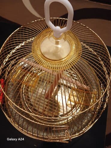 Xaltalar, qayışlar və tasmalar: Qızılı rəngdə dairəvi quş qəfəsi - Material: metal korpus, üst — 3