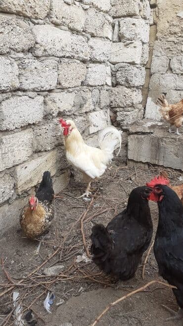 cins ineklerin qiymeti: Ağ rəngli tek xoruz satılır sahibinden. ünvan Maştağa çatdırılma — 6