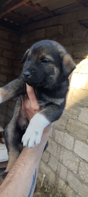 itlerin qirxilmasi: 1 ay, Erkek — 3