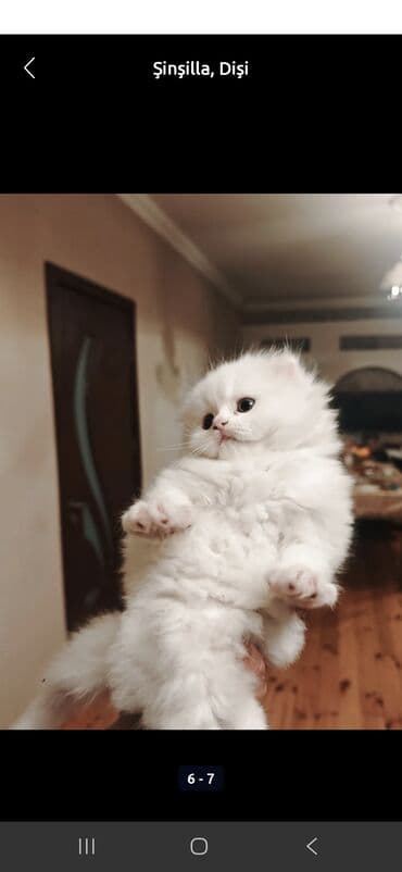 bala pişiylər: Britan, Yaxşı əllərə — 7