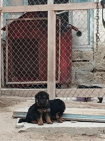 heyvan rezini: Alman çoban iti, 1 ay, Ödənişli çatdırılma — 2
