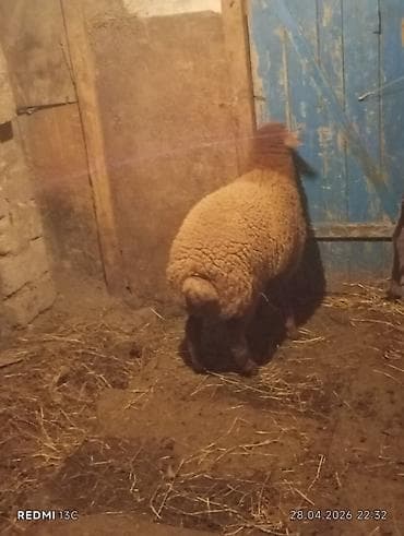 bogaz qoyunlar: Super erkey quzudu 6 ayliq hem damazliqa hemde kesgiye yarayir — 2