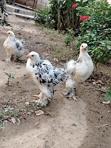 ligorin toyuq: Saf Brahma sortudur, ağ layt cinsdi. Şəkildə gördüyünüz xoruz ilə — 4