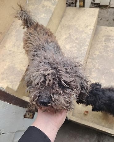 it dami satilir: Pudil Ana Bala Balsi Eerkəkdi 4 Aylig Anasi 2 il Təlimli Her 2 sidə — 1