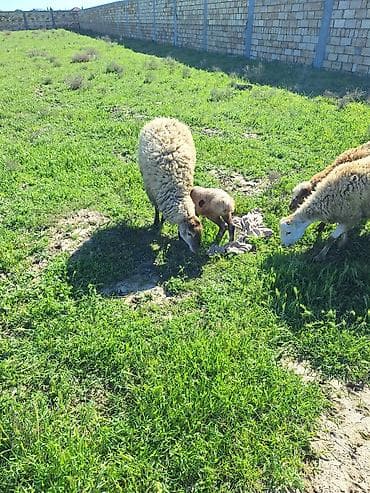 binə atciliq: 1ci qadınına toxludu hələ dişdə dəyişməyib balası dişdi — 4