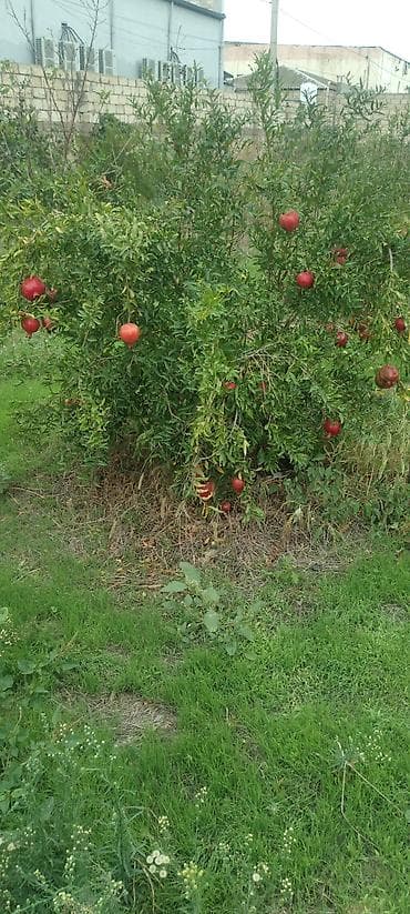 Nar ağacı və kiçik bağ sahəsi - Meyvə ağacı: Nar (şəkildə bol