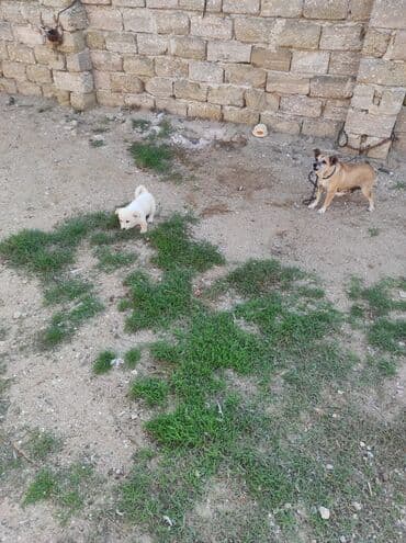 ən gözəl it adları: 3 ay, Dişi, Sənədli, Ünvandan götürmə — 3