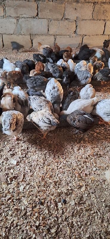 Toyuqlar: Toyuq cücələri, Damazlıq, Pulsuz çatdırılma, Ödənişli çatdırılma — 1