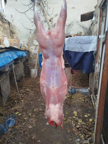 Salam temiz kaliforniya sortudur dovsha eti isdeyen