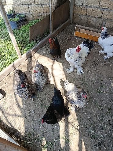 sibrayt toyuqlari: Toyuq, Brama, Damazlıq — 3