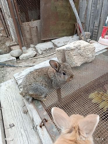 qoyun əti qiyməti: Üç dənə 30 günlük dovşan balaları Saglamdilar bağ şəraitində özüm — 5