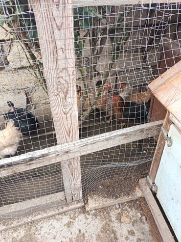 heyratı fere: Toyuq, Yumurtalıq — 4