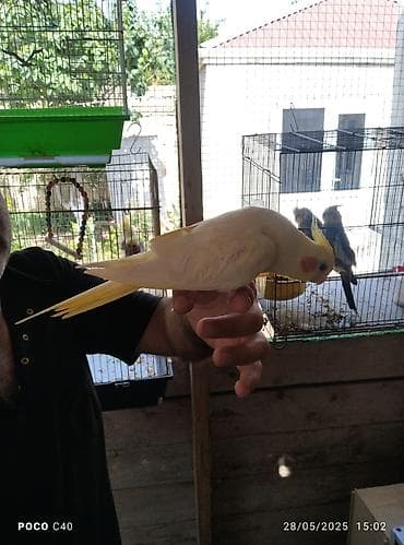 el meymunu: Korella Lusi Əl quşu Əldə semicka cirtlayir erkeydi — 3