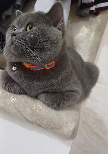 balaca it adlari: Yaxwi ellere verilir 
Отдам в хорошие руки — 1