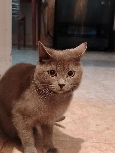 pisik sinsila: Britan, Erkək, Yaxşı əllərə, Ödənişli çatdırılma — 2