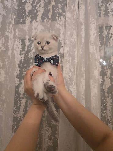 pişik pers: Şotland — 7