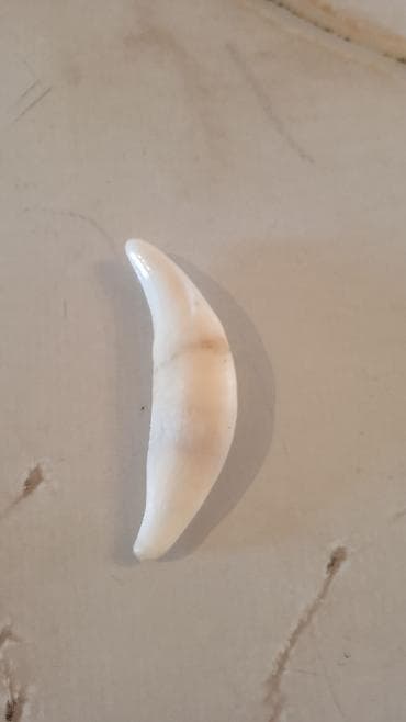 Kulon, Qaşsız — 2