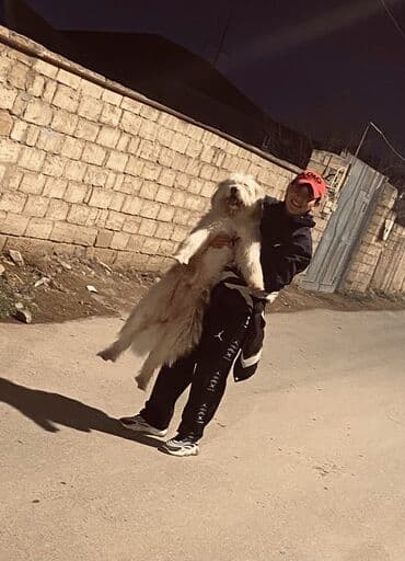 çoban iti satisi: Pudel, 1 il, Erkek, Ünvandan götürmə — 2