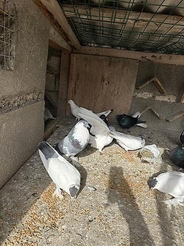 bulbul quşu: Salamlar qusd kom satlr dekaratvler 20 m
Kim isdes yas vidyos at baxsn — 8