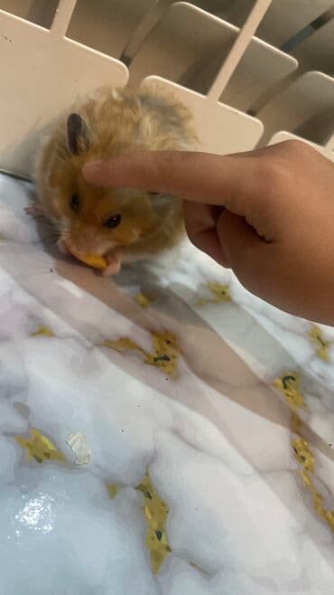 xamyak adlari: Xamyak hemster 3 eded her biseyile birlikde — 1