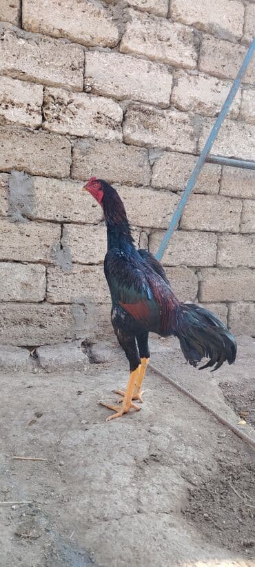 Hummer: Aseel tipli cücərdən xoruz (gənc). Uzun ayaqlı, güclü skeletli, sərt — 3