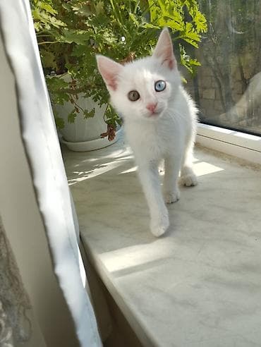 sari pisik: Van, Erkək, Yaxşı əllərə, Ünvandan götürmə — 3