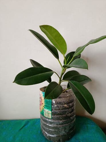 gul hicab instagram: Fikus 5 -10 man — 5