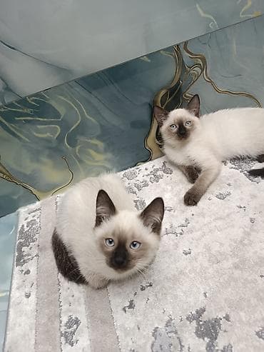 Gəmiricilər: Siam, Erkək, Dişi, Yaxşı əllərə, Ünvandan götürmə, Pulsuz çatdırılma, Ödənişli çatdırılma — 3