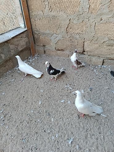 pulsuz heyvanlar verilir: Tutulma quşlar hamısı bir yerdə satılır. İstəyən zəng edə və V Pa yaza — 4