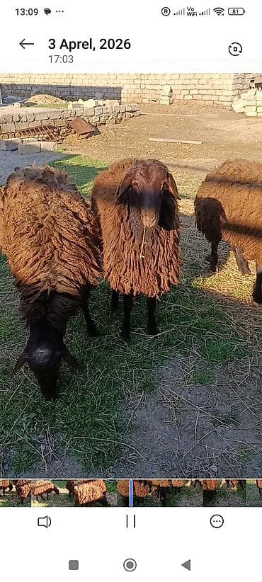 kanqal satisi: Satılır.Temiz yerli cins quzular qoçluq 3 biryerdə 2100 manat — 1