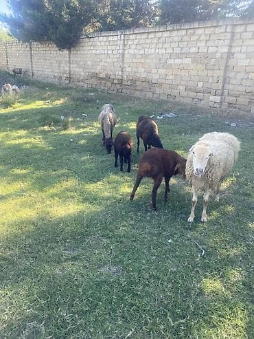 Ягнята: Qoyun və quzu sürüsü - Şəkillərdə görünən yerli cinslərdən ibarət at lalafo.az — 3 Ягнята: Qoyun və quzu sürüsü - Şəkillərdə görünən yerli cinslərdən ibarət — 3