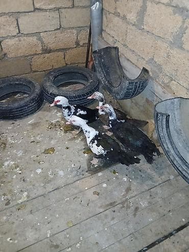 K/t heyvanları üçün mallar: Salam 4 baş 3 dişi 1 erkək 1 illik sağlam öz qapımın heyvanlarıdır — 2